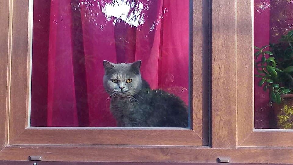 Crece la adopción de gatos en las ciudades: por qué eligen cada vez más felinos