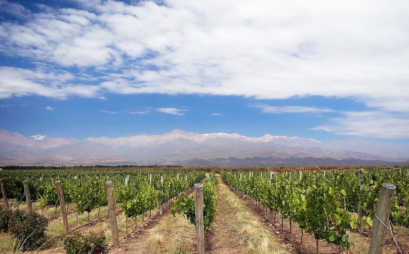 Enoturismo en Mendoza: las bodegas reciben un 35% más de visitantes y amplían su oferta de experiencias