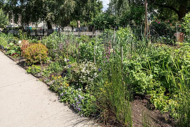 Huerta en el balcón: qué plantar en primavera y cómo empezar con poco espacio