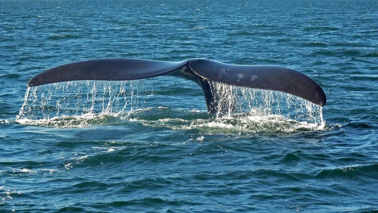 Península Valdés vive una temporada récord de ballenas y visitantes