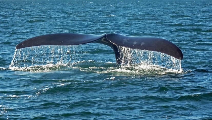 Península Valdés vive una temporada récord de ballenas y visitantes